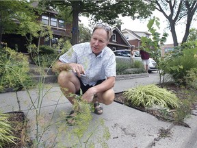 Removal order. Rob Thibert is shown in front of his home in the 1300 block of Victoria Avenue in Windsor on Friday, July 30, 2021. He and three neighbours have been ordered by the city to remove plants and "personal property" along the public right-of-way fronting their homes.
