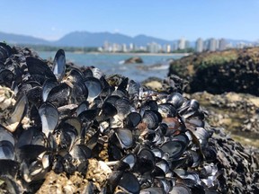 Tens of thousands of dead mussels carpet the rocks at Vancouvers Kitsilano Beach on July 6, just over a week after the peak of B.C.s heat wave.