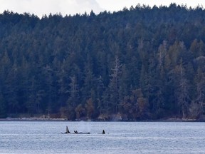 J-Pod was last documented in the Salish Sea on April 10, when they visited the San Juan Channel.