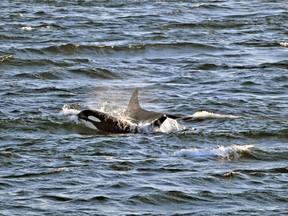 J-Pod returns to the Salish Sea after a 108-day absence.