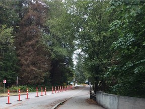 Some of the trees that appear to be brown and dead in Stanley Park along the north side of the park on Stanley Park Drive.