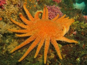 A sunflower star on the Olympic Coast of Washington is shown in this undated handout photo. Sea stars in the waters off British Columbia that died off in the billions about a decade ago are not recovering as expected, an expert says.