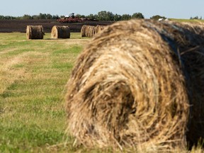 Hay bales are seen in field near Highway 37 and Highway 2 north of Edmonton, on Wednesday, Aug. 25, 2021. As historic drought conditions have destroyed crop yields across the Prairies, hay prices have skyrocketed. Photo by Ian Kucerak