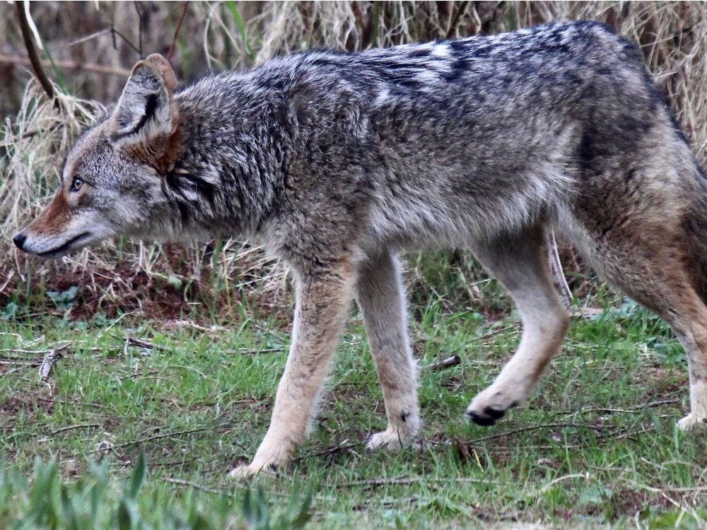 I Survived the Stanley Park Coyotes' Lunch Bag