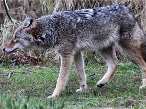 A coyote near Lost Lagoon in Stanley Park. Photo taken by Bernie Steininger, who was out for a walk in the park in April 2021 when he saw this coyote.