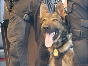 Vancouver Police Service Dog Mando was injured Thursday in the line of duty.