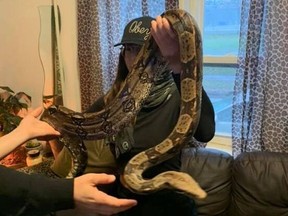 The owner of this eight-foot-long boa named Cody caused quite a stir when she reported it missing in Vancouver Thursday. It has since been found.