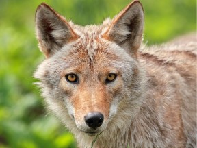 The Conservation Officer Service of B.C. said two people on an early morning picnic in Stanley Park were bitten by a coyote.