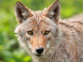 There are coyotes in Deer Lake Park in Burnaby and other numerous green spaces including golf courses in and around Vancouver. Donald Gee wonders why the incidents of coyote attacks there are extremely rare.