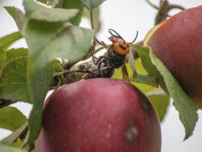 In a file photo provided by the Washington State Department of Agriculture, a live Asian giant hornet with a tracking device affixed to it sits on an apple in a tree near Blaine, Wash.