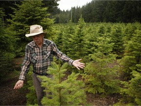 Sahtlam Tree Farm owner Robert Russell is photographed on his property, in the Cowichan Valley area of Duncan on July 31, 2021. The recent heat dome and drought have taken a toll on his business of growing trees for the busy Christmas season. Robert farms over 40,000 fir trees including the Douglas, grand and noble fir trees.