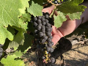 Cabernet Sauvignon wine grapes that are almost ready for harvest are held in this Oct. 4, 2019 photo. Adopting drought and heat-tolerant grape varieties such as these could help winemakers grappling with the effects of climate change.