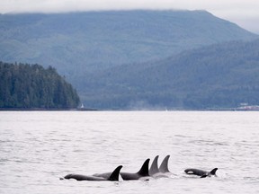 Orcas in Chatham Sound near Prince Rupert, B.C.,in 2018.