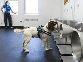 COVID-19 detection dog Finn, an English springer spaniel, gets right in there and sniffs things out at a scent stand while canine detection specialist Teresa Zurberg observes at Vancouver General Hospital on Thursday. Finn is being trained to identify COVID-19 samples using the scent stand in order to help identify the virus in people.
