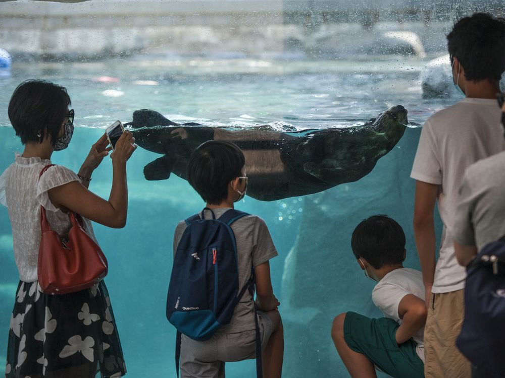 COVID19 Vancouver Aquarium reopens iconic Stanley Park attraction to