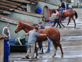 Losing the tradition of horse racing in B.C. all together is such a sad thought. Most people are unaware of how racing stretches far beyond the track gates.