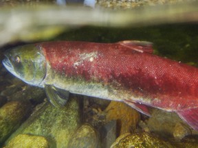 The Adams River Salmon run in B.C.