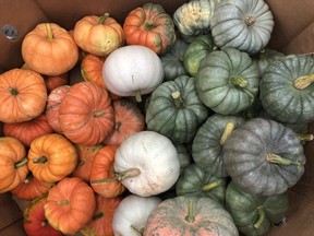 Freshly harvested pumpkins from the field.