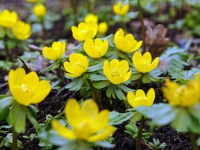 Eranthis yellow: Eranthis (aconites) make their sunny appearance in early spring.