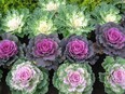 There are many wonderful 'ornamental' cabbage and kale varieties to brighten up a fall garden.