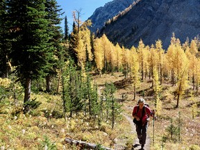 Hiking among the larches in Golden. Suzanne Morphet