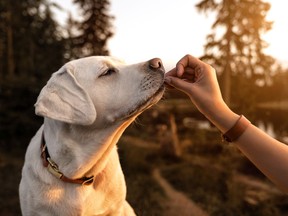 Against my better judgement, I want another dog. I want to tuck my feet up under a toasty dog while I write. I want a dog cocking his head, nodding in agreement when I expound on some theory. I want to dispense cheese and feel as though I’m dispensing doubloons.