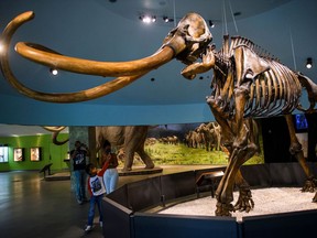 Visitors walk beneath a Columbian mammoth on the reopening day of the George C. Page Museum at the La Brea Tar Pits in Los Angeles, which was closed over a year ago due to the COVID-19 pandemic.