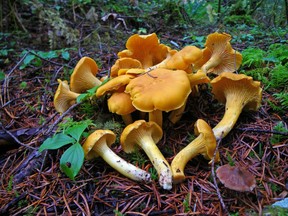 A new book, the Royal B.C. Museum Handbook, highlights B.C.'s many mushrooms.