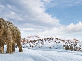 A new startup says it's ready and willing to spend $15 million US on the Jurassic Park-style endeavor of reviving a long-dead woolly mammoth in the hopes of one day restoring it to the tundra regions where it once freely roamed.