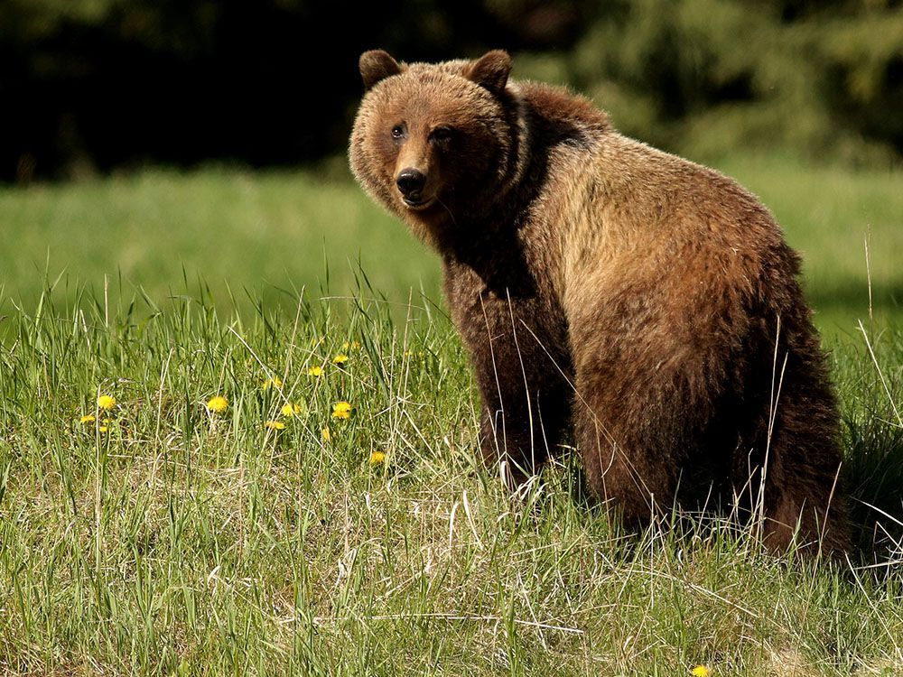 Elk Valley man fined for shooting and killing grizzly bear sow and cub