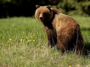 A young female grizzly photographed on June 11, 2004, in in Banff National Park.