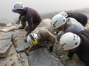 A Royal Ontario Museum fieldwork crew are seen extracting a shale slab containing a fossil of Titanokorys gainesi in the mountains of Kootenay National Park, B.C.