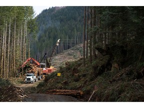 Active logging at an adjacent timber tract near protest camps in Port Renfrew on April 6, 2021.