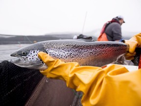 An Atlantic salmon is seen during a Department of Fisheries and Oceans fish health audit at a fish farm near Campbell River, B.C. Wednesday, Oct. 31, 2018. The federal government says it's phasing out fish farms along a key stretch of a wild salmon migration route in British Columbia waters within the next 18 months.