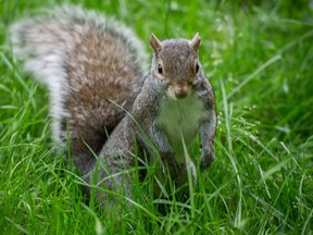 A squirrel in Vancouver's Stanley Park