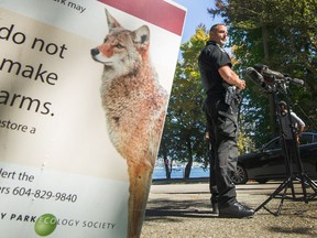 Provincial officials are preparing to trap and kill an estimated 35 coyotes in Stanley Park following a string of attacks on park goers in recent months. Conservation Officer Service Insp. Drew Milne speaks at a press conference inside Stanley Park in Vancouver, B.C., Sept. 1, 2021, following three recent attacks in the span of 24 hours.