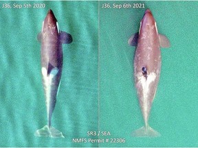 Photos J36 taken on Sept. 5, 2020, left, and on Sept. 6, 2021, suggest the orca might be pregnant.