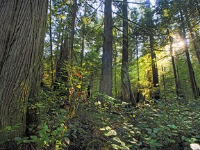 New forestry policies are "a start" toward protecting vulnerable B.C. habitat, says the head of the Forest Practices Board.
