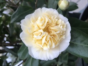 Jury’s Yellow is an elegant looking Camellia, with peony-like blooms.