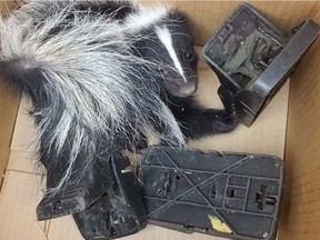 This skunk was brought into Critter Care in Langley in August. Nathan Wagstaffe says like most animals brought in to Critter Care injured by snap traps, the skunk was so badly injured it had to be euthanized.
