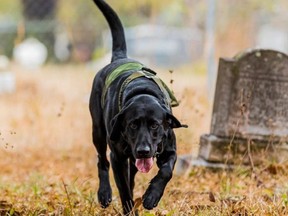 Three-year-old labrador retreiver Diesel has been deployed to the Carlton Reserve in search of Brian Laundrie.