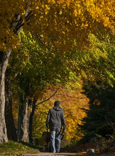 A man walks with a wheelbarrow under a canopy of leaves while cleaning up the fallen leaves in Vancouver, Oct., 10, 2021.