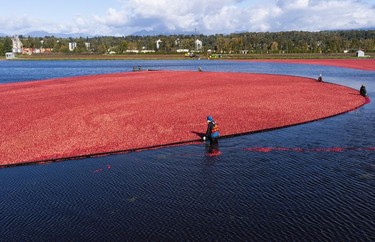 Farmer workers pull a boom while harvesting cranberries in Richmond, Oct., 10, 2021.