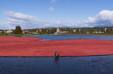 Farmer workers pull a boom while harvesting cranberries in Richmond, Oct., 10, 2021.