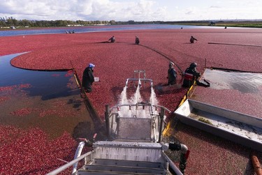 Farmer workers push cranberries into the elevator during the fall harvest in Richmond, BC, Oct., 10, 2021.