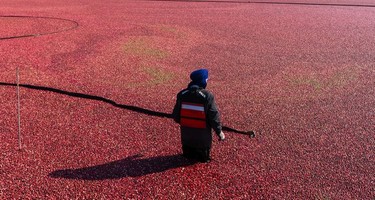 A farmer worker walks into a field of cranberries while working the fall harvest in Richmond, Oct., 10, 2021.