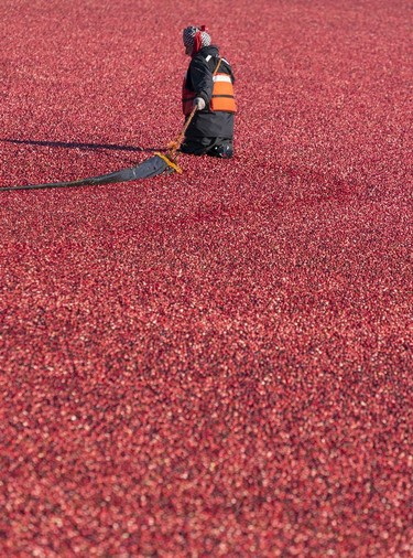 A farmer worker pulls a boom while harvesting cranberries in Richmond, Oct., 10, 2021.