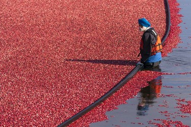 A farmer worker mans a boom while harvesting cranberries in Richmond, Oct., 10, 2021.