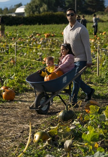 Rami Touffaha pushes his son Owen and daughter Lauryn along with their pumpkins during a visit to the Laity Farms pumpkin patch in Maple Ridge, BC, Oct., 10, 2021.