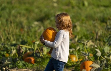 Everly Meger carries a pumpkin she picked during a visit to the Laity Farms pumpkin patch in Maple Ridge, Oct., 10, 2021.